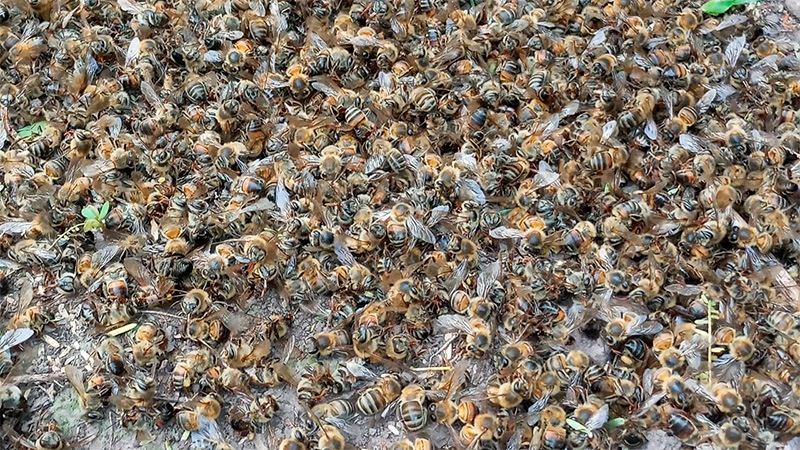 Exterminaron colmenas abejas al fumigar un campo cerca de Paraná - Noticias AgroPecuarias