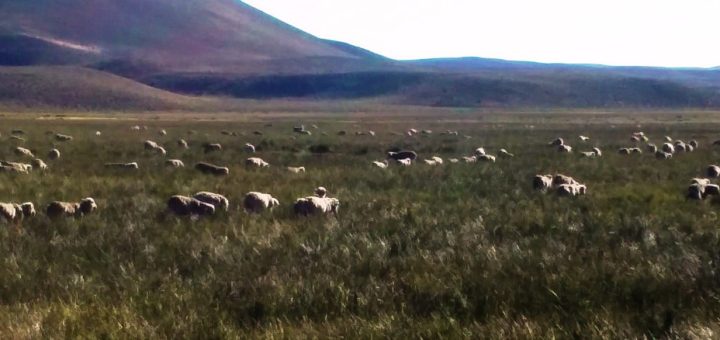Pese a que se anuncian lluvias en la zona cordillerana de Patagonia, la sequía ya se hace sentir. (Archivo NAP)
