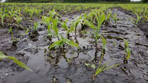 Pluviometro (jardin Milpa Maiz Sorgo Agricultura)