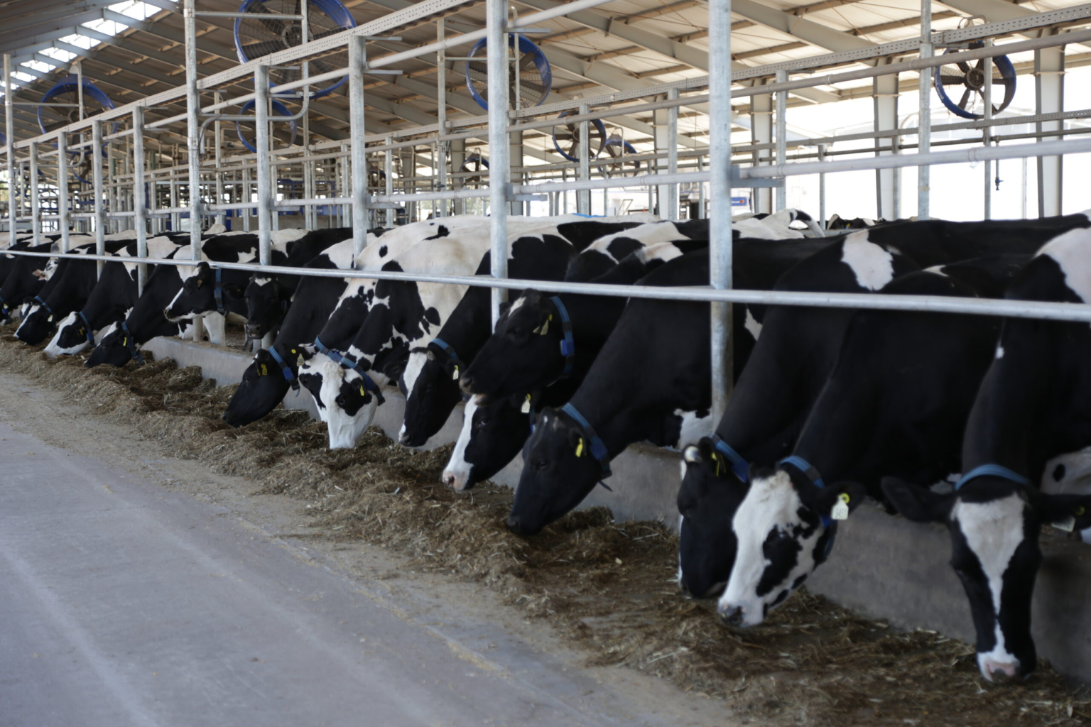 Crecimiento moderado en la producción mundial de leche en 2025 ...