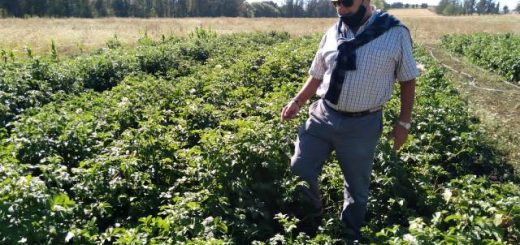 Bonanni observa un lote d plantación de papas del campo de la familia