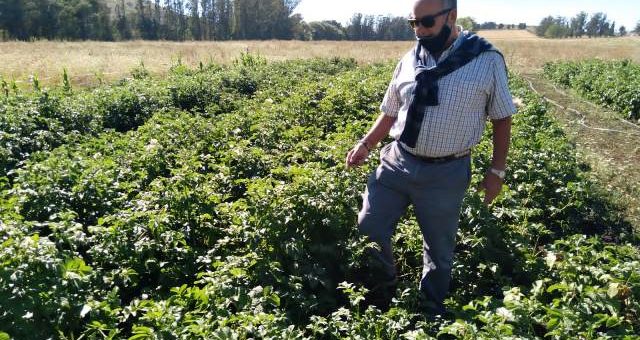 Bonanni observa un lote d plantación de papas del campo de la familia