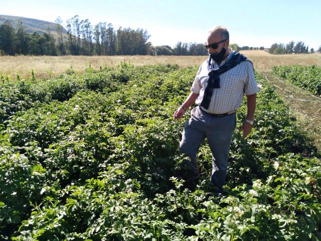 Bonanni observa un lote d plantación de papas del campo de la familia