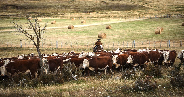 Con la flexibilización de la barrera sanitaria patagónica se complicó el negocio ganadero