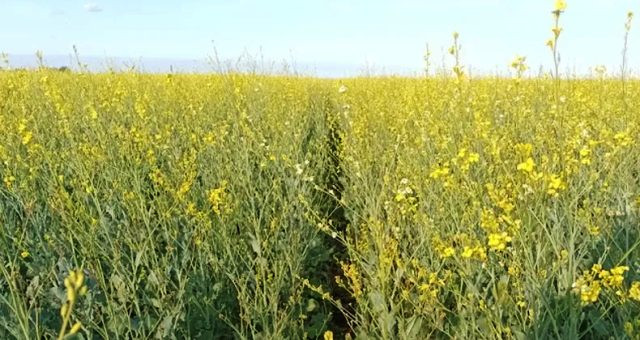 Un lote implantado con carinata (Gentioleza INTA)