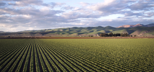 Día mundial de la agricultura (Imagen: gentileza Expoagro