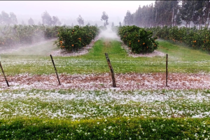 Imagen: Gentileza publicaciones locales