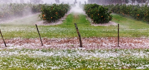 Imagen: Gentileza publicaciones locales