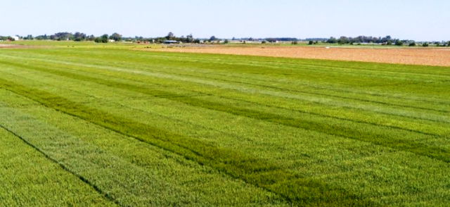 El trigo se prepara para un o de sus mejores años (Gentileza Expoagro)